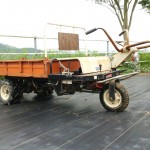 岡山吉備中央町ぶどうピオーネ