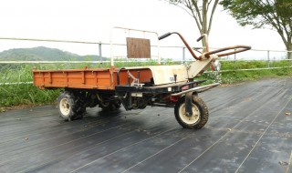 岡山吉備中央町ぶどうピオーネ