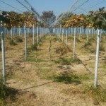 アグリスジャパン天空のピオーネ農園