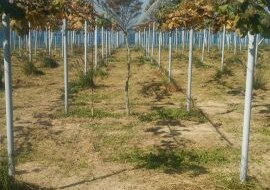 アグリスジャパン天空のピオーネ農園