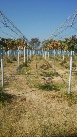 アグリスジャパン天空のピオーネ農園