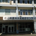 岡山吉備中央町ぶどうピオーネ