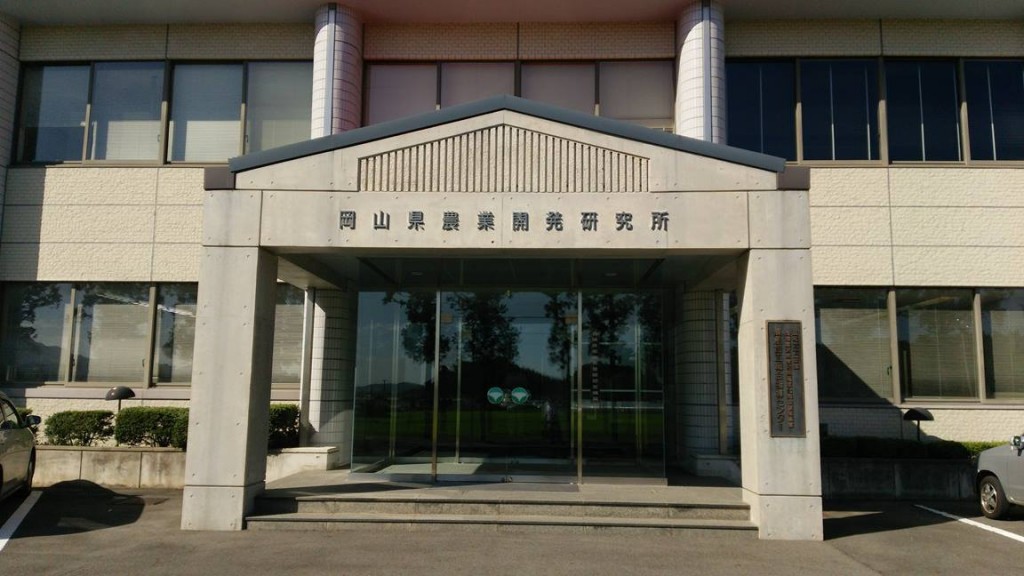 岡山吉備中央町ぶどうピオーネ