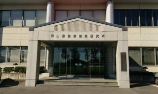 岡山吉備中央町ぶどうピオーネ