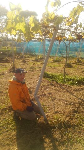 アグリスジャパン天空のピオーネ農園