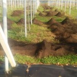 アグリスジャパン天空のピオーネ農園