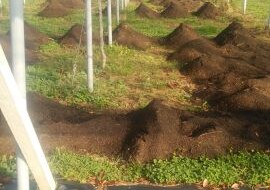 アグリスジャパン天空のピオーネ農園