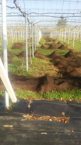 アグリスジャパン天空のピオーネ農園