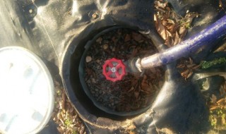 アグリスジャパン天空のピオーネ農園