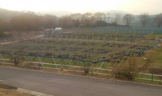 アグリスジャパン天空のピオーネ農園