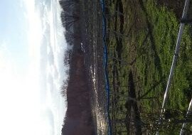 アグリスジャパン天空のピオーネ農園