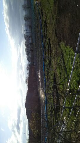 アグリスジャパン天空のピオーネ農園