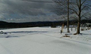 岡山吉備中央町ぶどうピオーネ