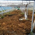 岡山吉備中央町ぶどうピオーネ