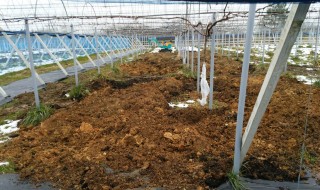 岡山吉備中央町ぶどうピオーネ