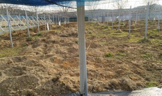 岡山吉備中央町ぶどうピオーネ