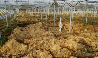 岡山吉備中央町ぶどうピオーネ