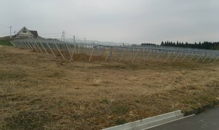 岡山吉備中央町ぶどうピオーネ