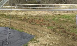 アグリスジャパン天空のピオーネ農園