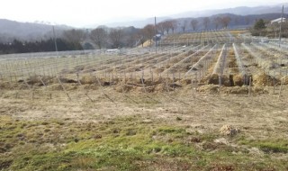 アグリスジャパン天空のピオーネ農園