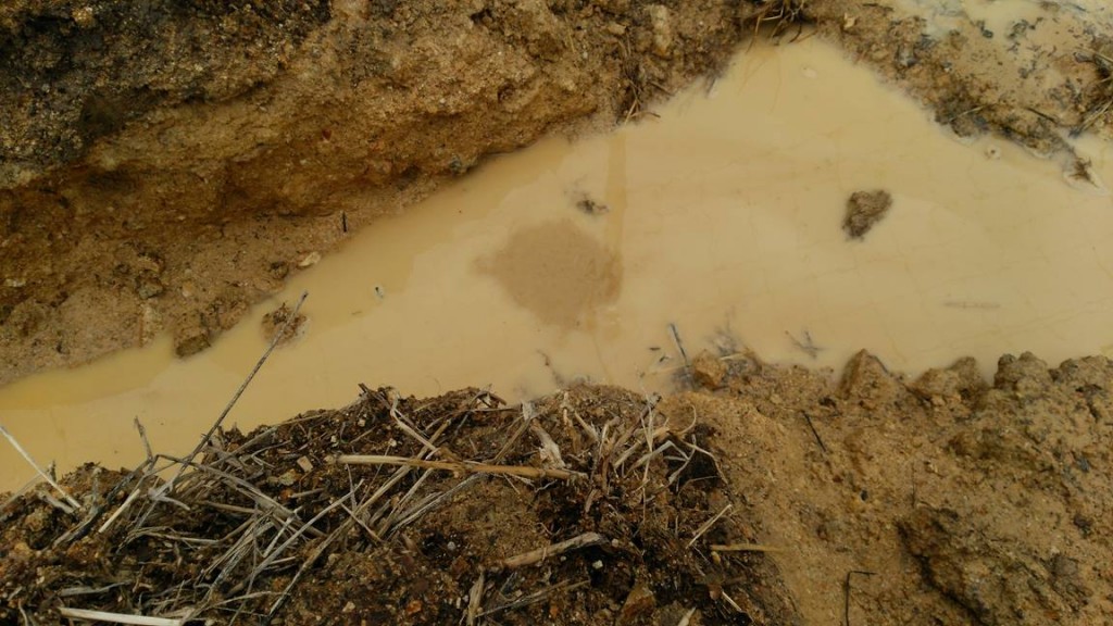 岡山吉備中央町ぶどうピオーネ