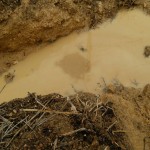 岡山吉備中央町ぶどうピオーネ