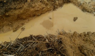 岡山吉備中央町ぶどうピオーネ