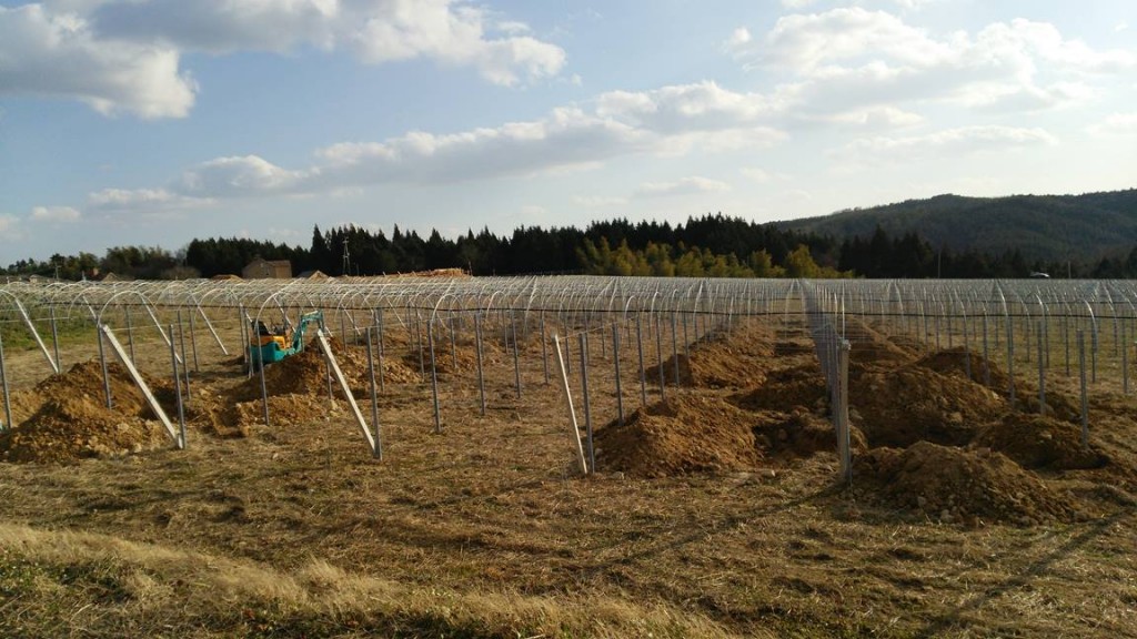 岡山吉備中央町ぶどうピオーネ