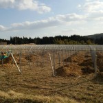 岡山吉備中央町ぶどうピオーネ