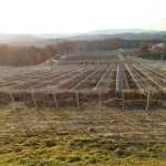 岡山吉備中央ぶどうピオーネシャインマスカット