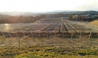 岡山吉備中央ぶどうピオーネシャインマスカット