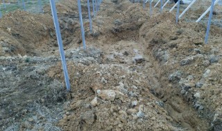 岡山吉備中央ぶどうピオーネシャインマスカット