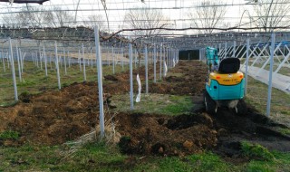 岡山吉備中央ぶどうピオーネシャインマスカット
