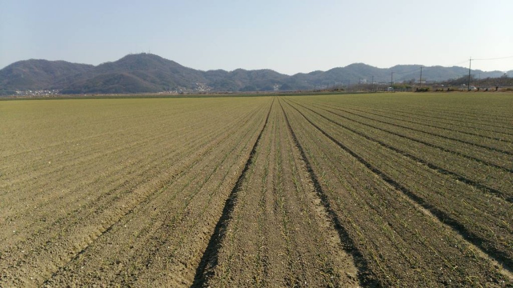 岡山吉備中央町ぶどうピオーネ