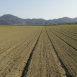 岡山吉備中央町ぶどうピオーネ