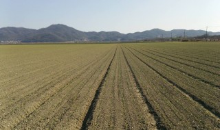 岡山吉備中央町ぶどうピオーネ