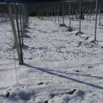 アグリスジャパン天空のピオーネ農園