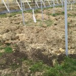 アグリスジャパン天空のピオーネ農園