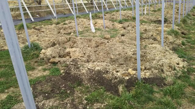 アグリスジャパン天空のピオーネ農園