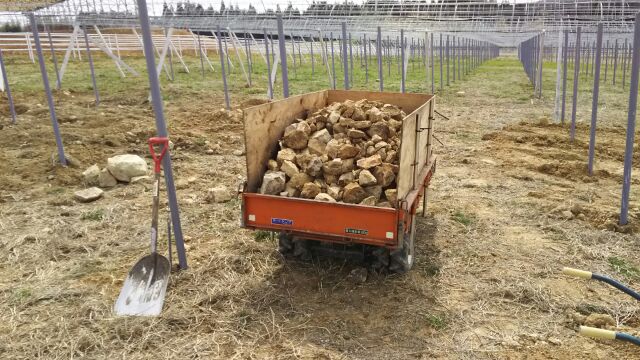 アグリスジャパン天空のピオーネ農園