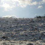 岡山吉備中央ぶどうピオーネシャインマスカット