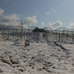 岡山吉備中央ぶどうピオーネシャインマスカット