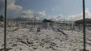 岡山吉備中央ぶどうピオーネシャインマスカット