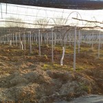 岡山吉備中央ぶどうピオーネシャインマスカット