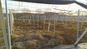 岡山吉備中央ぶどうピオーネシャインマスカット