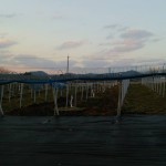 岡山吉備中央ぶどうピオーネシャインマスカット