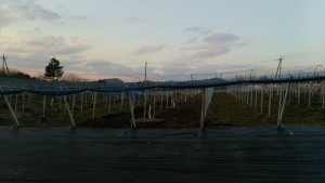 岡山吉備中央ぶどうピオーネシャインマスカット