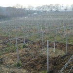 岡山吉備中央ぶどうピオーネシャインマスカット