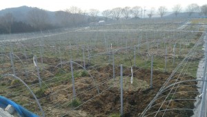 岡山吉備中央ぶどうピオーネシャインマスカット