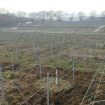 岡山吉備中央ぶどうピオーネシャインマスカット